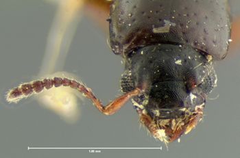 Media type: image;   Entomology 6533 Aspect: head dorsal view